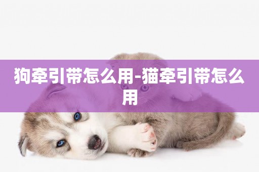 狗牽引帶怎么用-貓牽引帶怎么用