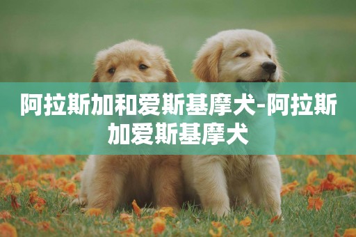 阿拉斯加和愛斯基摩犬-阿拉斯加愛斯基摩犬