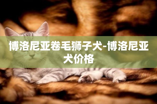 博洛尼亞卷毛獅子犬-博洛尼亞犬價格