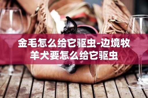 金毛怎么給它驅蟲-邊境牧羊犬要怎么給它驅蟲