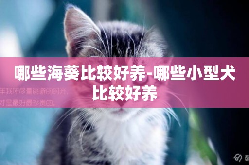 哪些海葵比較好養-哪些小型犬比較好養