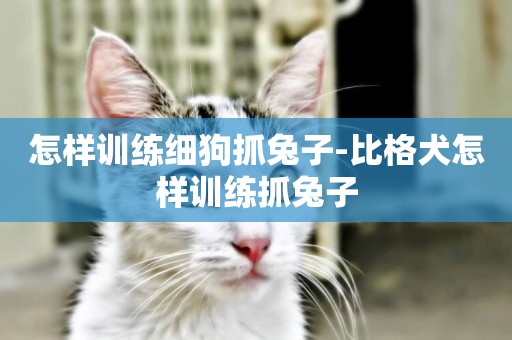 怎樣訓練細狗抓兔子-比格犬怎樣訓練抓兔子