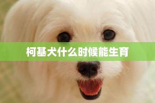 柯基犬什么時候能生育