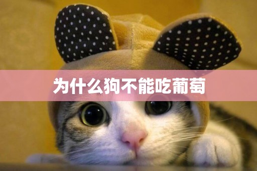 為什么狗不能吃葡萄