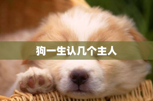 狗一生認幾個主人