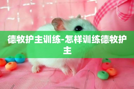 德牧護主訓練-怎樣訓練德牧護主