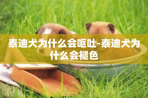 泰迪犬為什么會嘔吐-泰迪犬為什么會褪色