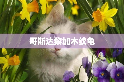 哥斯達黎加木紋龜