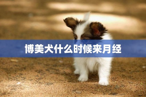 博美犬什么時候來月經