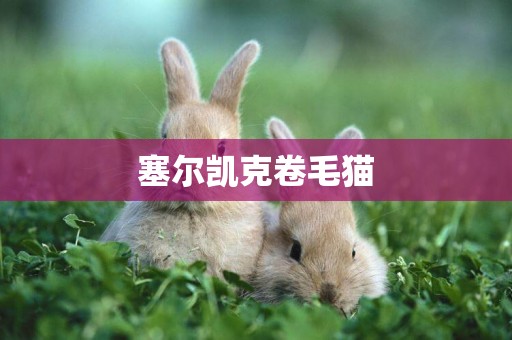 塞爾凱克卷毛貓