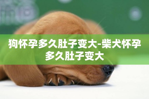 狗懷孕多久肚子變大-柴犬懷孕多久肚子變大