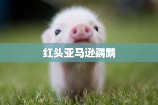 紅頭亞馬遜鸚鵡