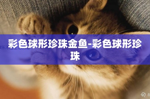 彩色球形珍珠金魚-彩色球形珍珠