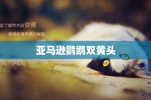 亞馬遜鸚鵡雙黃頭