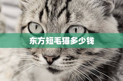 東方短毛貓多少錢