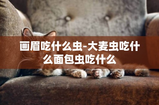 畫眉吃什么蟲-大麥蟲吃什么面包蟲吃什么