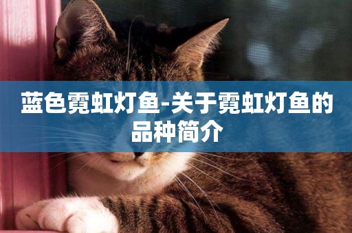 藍色霓虹燈魚-關于霓虹燈魚的品種簡介