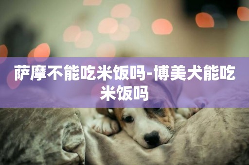 薩摩不能吃米飯嗎-博美犬能吃米飯嗎
