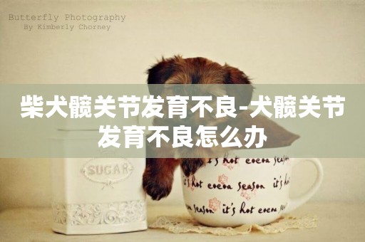 柴犬髖關節發育不良-犬髖關節發育不良怎么辦