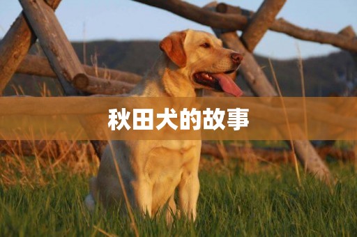 秋田犬的故事