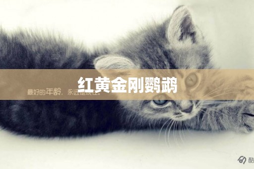 紅黃金剛鸚鵡