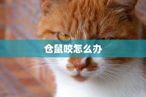 倉鼠咬怎么辦