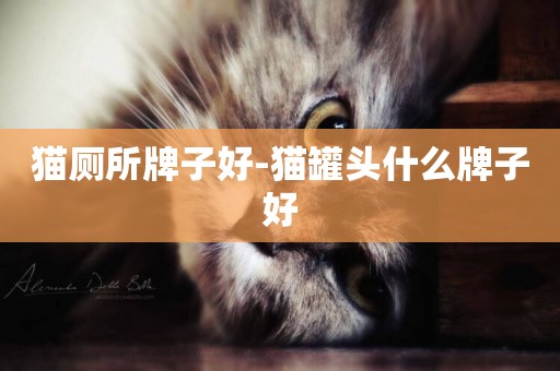 貓廁所牌子好-貓罐頭什么牌子好