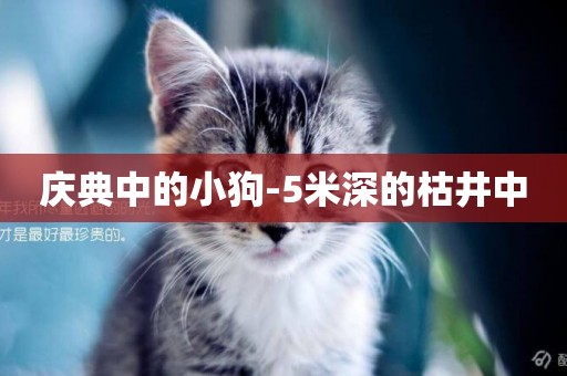 慶典中的小狗-5米深的枯井中