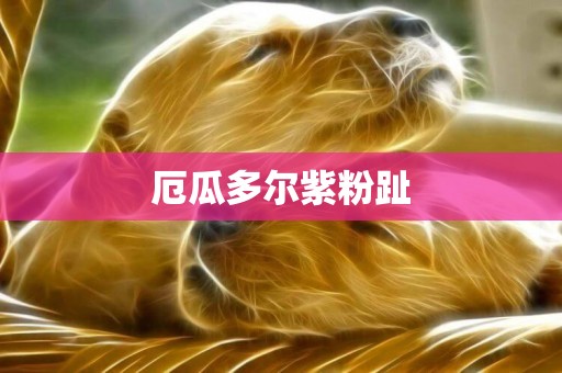 厄瓜多爾紫粉趾
