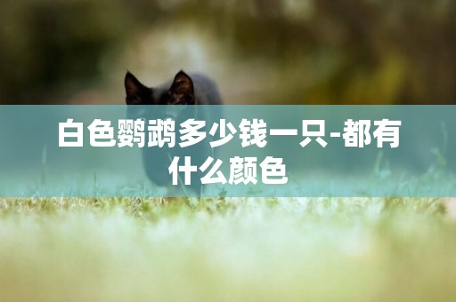 白色鸚鵡多少錢一只-都有什么顏色
