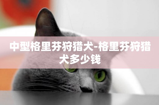 中型格里芬狩獵犬-格里芬狩獵犬多少錢