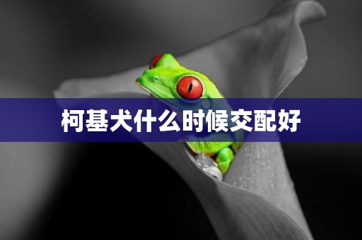 柯基犬什么時候交配好