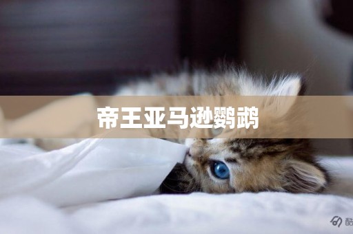 帝王亞馬遜鸚鵡