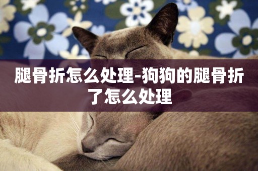 腿骨折怎么處理-狗狗的腿骨折了怎么處理