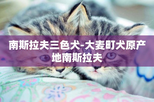 南斯拉夫三色犬-大麥町犬原產地南斯拉夫