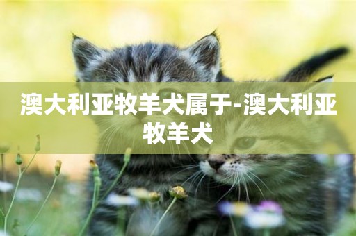 澳大利亞牧羊犬屬于-澳大利亞牧羊犬
