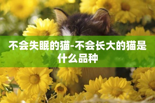 不會失眠的貓-不會長大的貓是什么品種