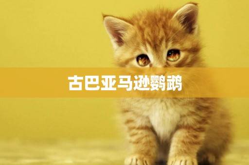 古巴亞馬遜鸚鵡
