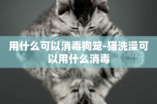 用什么可以消毒狗籠-貓洗澡可以用什么消毒