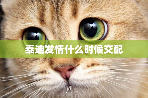 泰迪發情什么時候交配