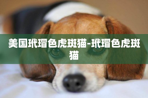 美國玳瑁色虎斑貓-玳瑁色虎斑貓