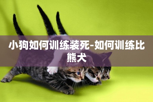 小狗如何訓練裝死-如何訓練比熊犬