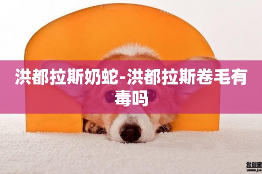 洪都拉斯奶蛇-洪都拉斯卷毛有毒嗎