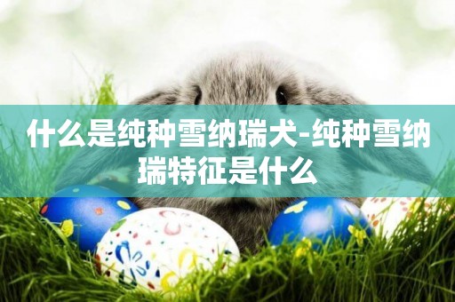 什么是純種雪納瑞犬-純種雪納瑞特征是什么