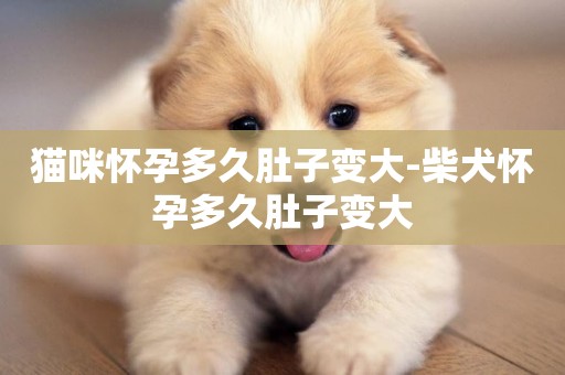 貓咪懷孕多久肚子變大-柴犬懷孕多久肚子變大