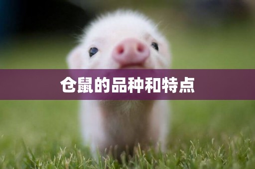 倉鼠的品種和特點