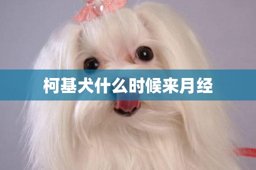 柯基犬什么時候來月經