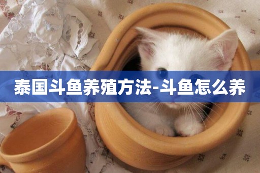 泰國斗魚養殖方法-斗魚怎么養