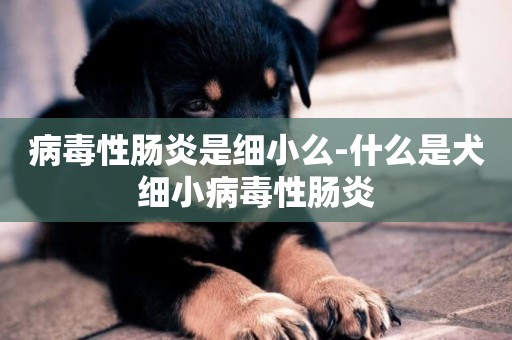 病毒性腸炎是細小么-什么是犬細小病毒性腸炎