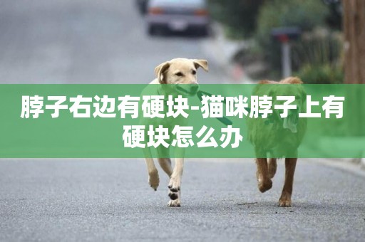 脖子右邊有硬塊-貓咪脖子上有硬塊怎么辦